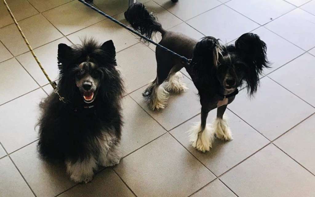 Cool Glamour Star of Golden Lily