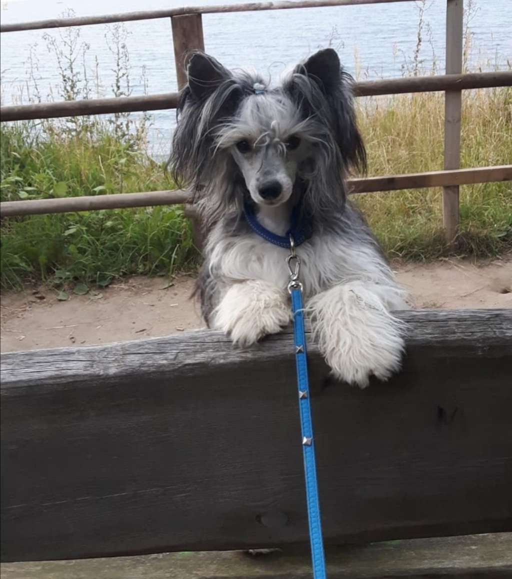 Colt Cruiser Star of Golden Lily