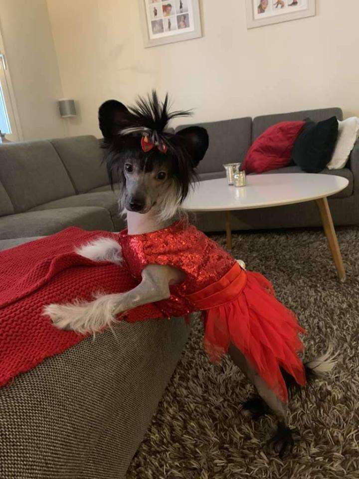 Ridgecrest's Princess On Her Way