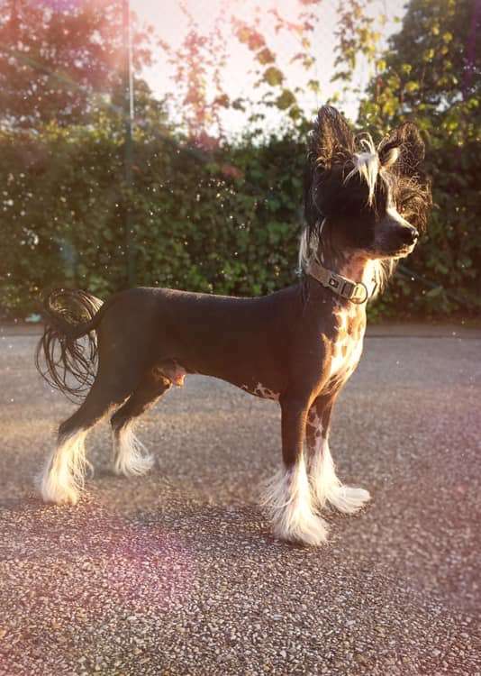 Blendverk's Innocent Mind