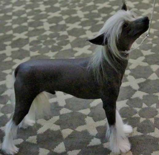 Oak Grove's Fast And Furious By Jove