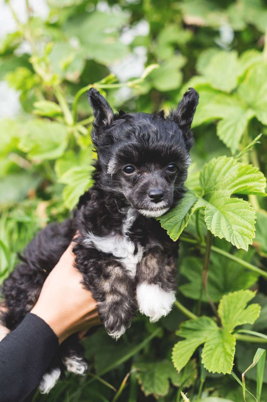 Unona s ostrova utrenney zari