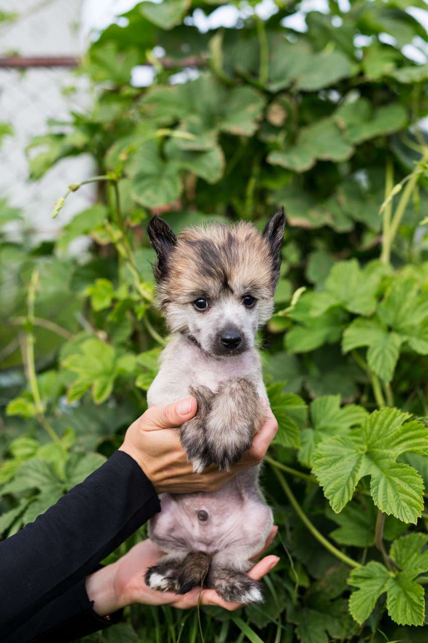 Yanni s ostrova utrenney zari