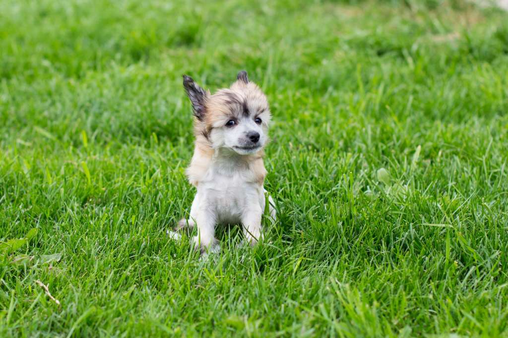 Yantarniy Blesk s ostrova utrenney zari