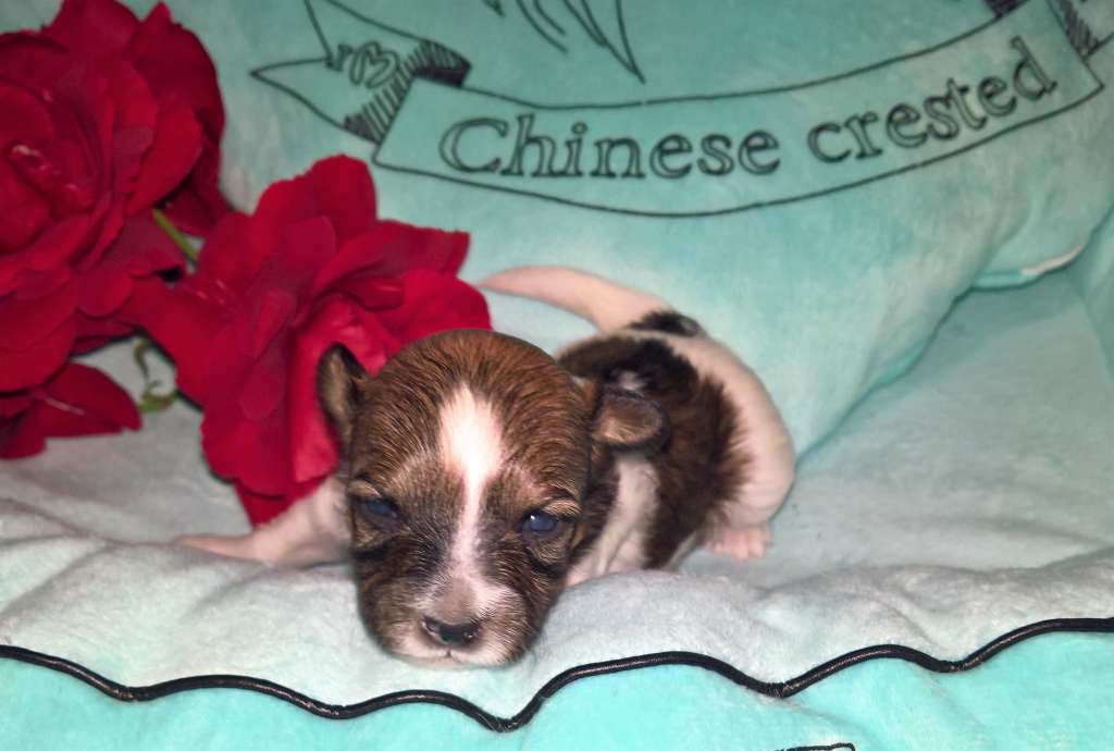 Jekadi's Eliza Mad Dance