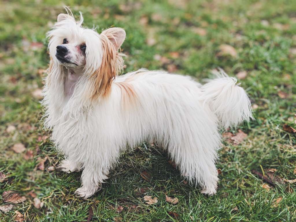 Jekadi's Ella La Bella Mad Dance