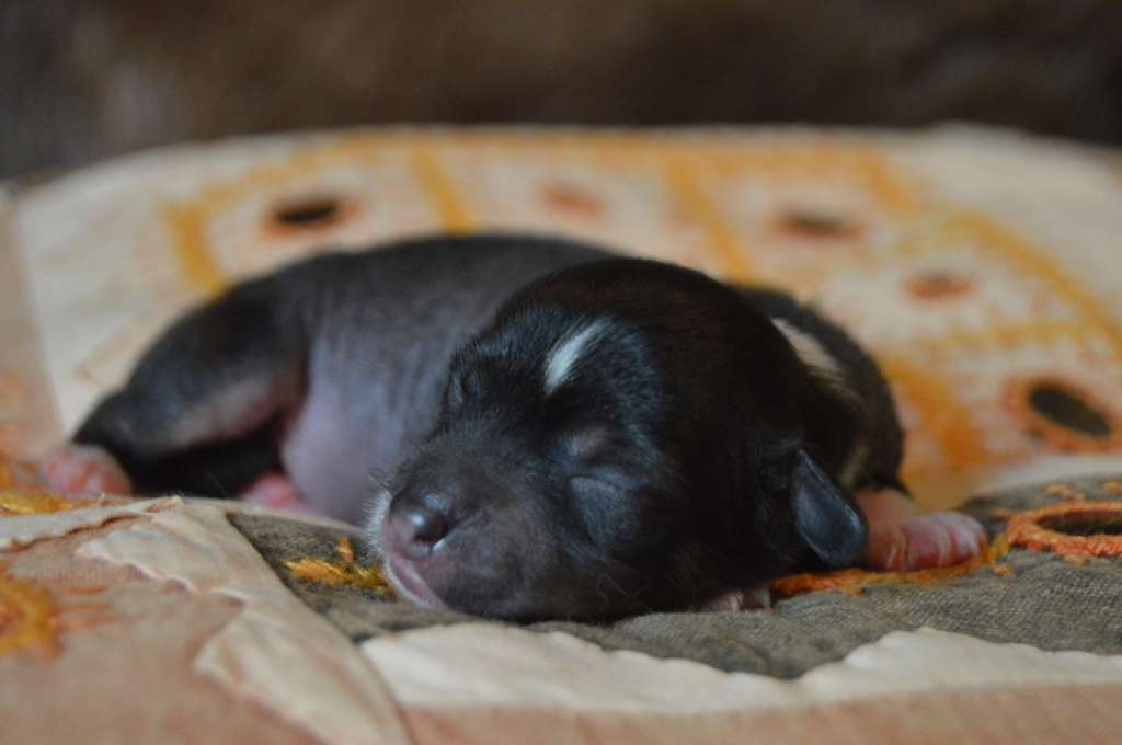 Stark de Lybóriu's Legacy