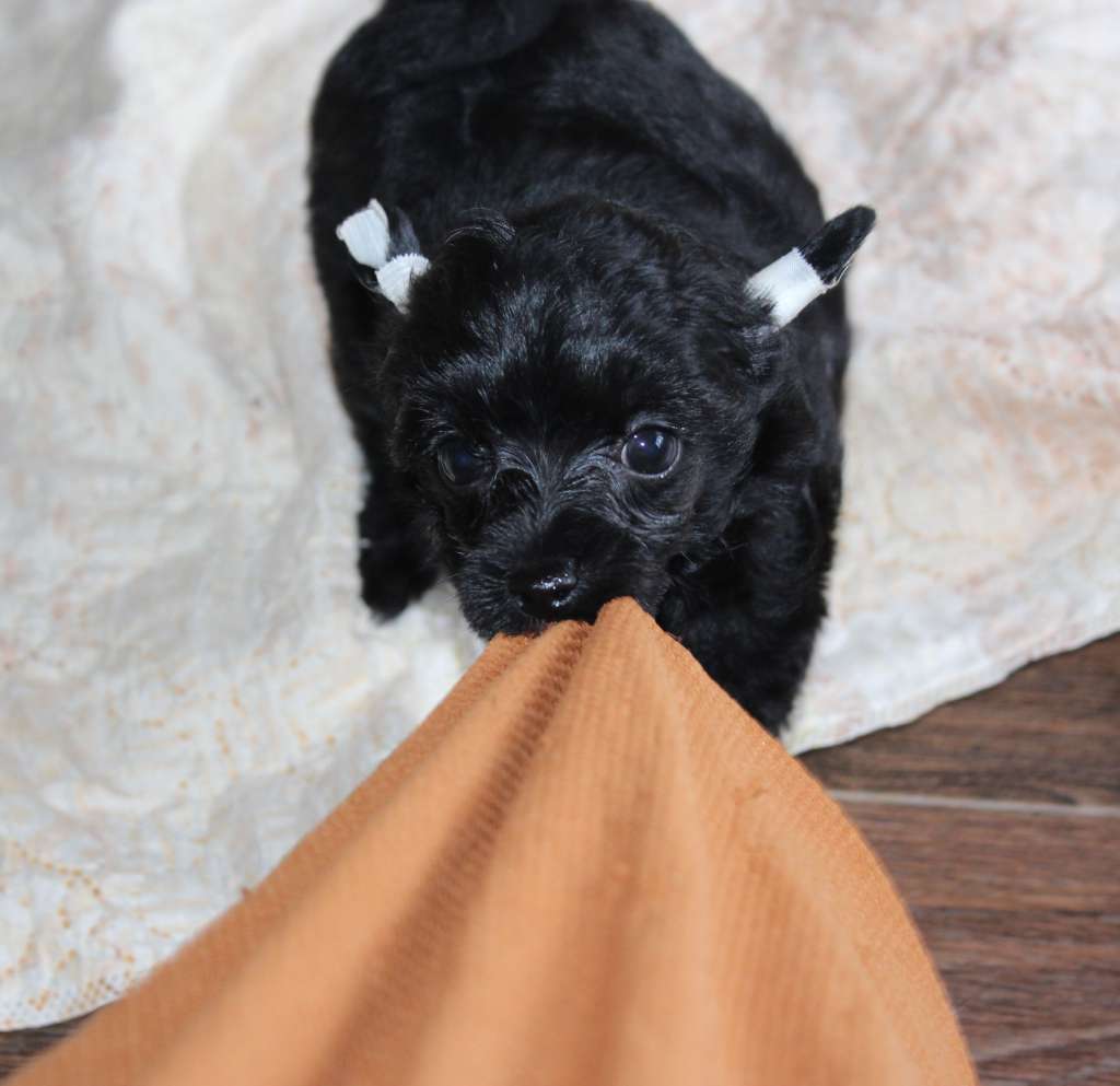 Charuyuschiy Soblazn Amina is my love