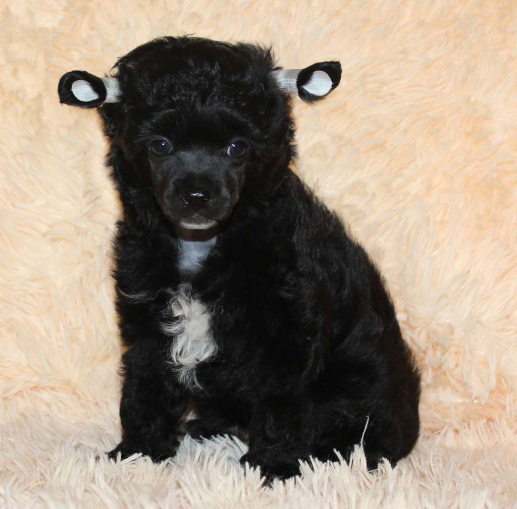 Charuyuschiy Soblazn Absolute cutie Pom Pom