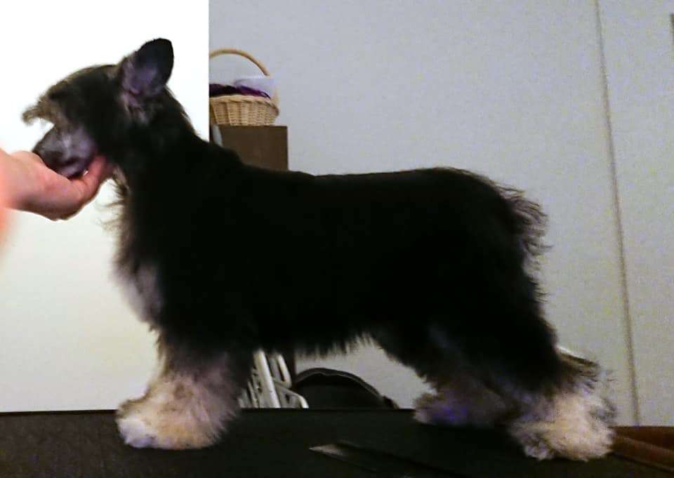 Zhannel's Puss N Boots