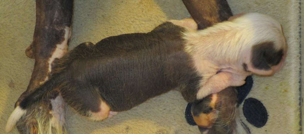 Scherzando Star Spangled