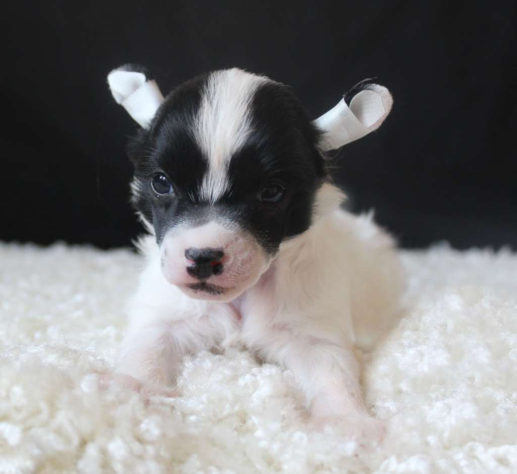 Charuyuschiy Soblazn Biscuit