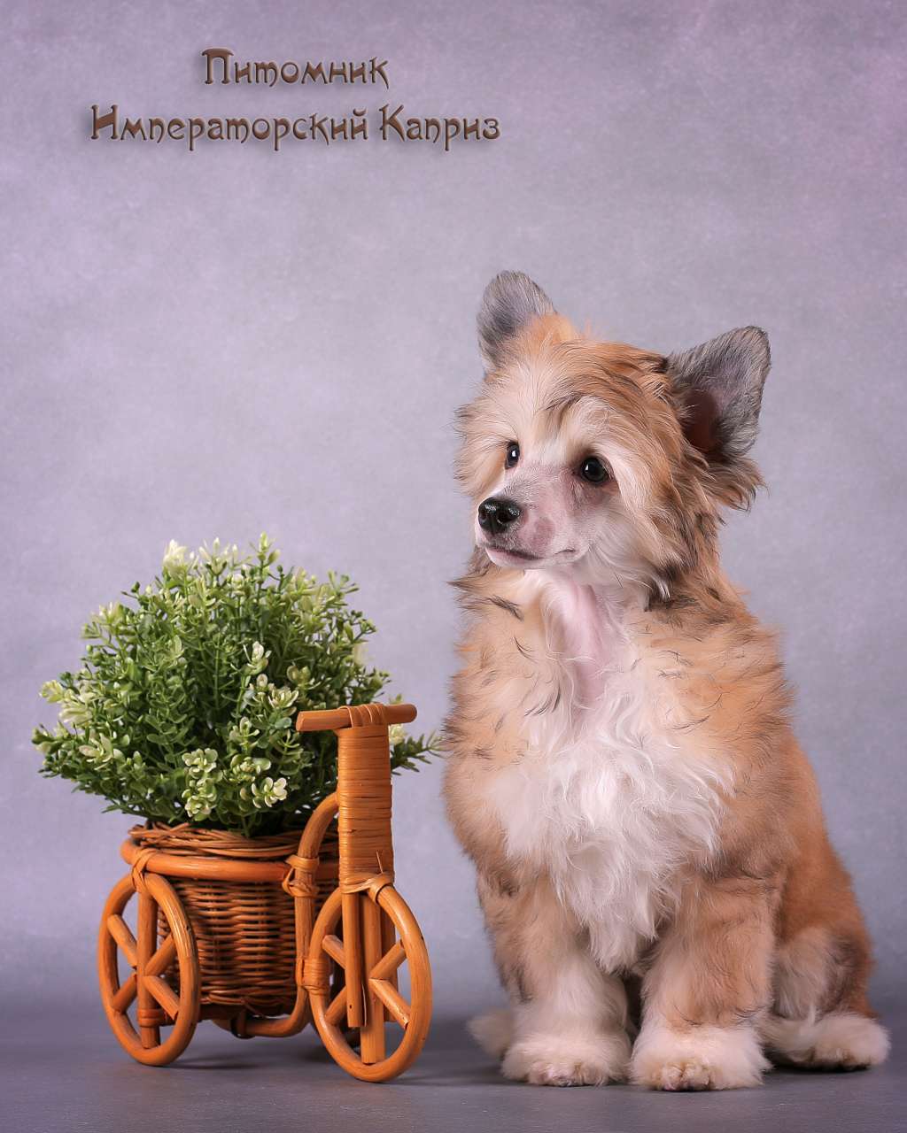 Imperatorskiy Kapriz Zolitoe Sozvezdie