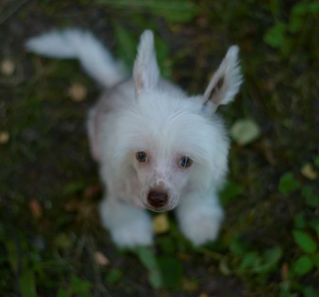 HitLine Ltd Lovely life in chocolate