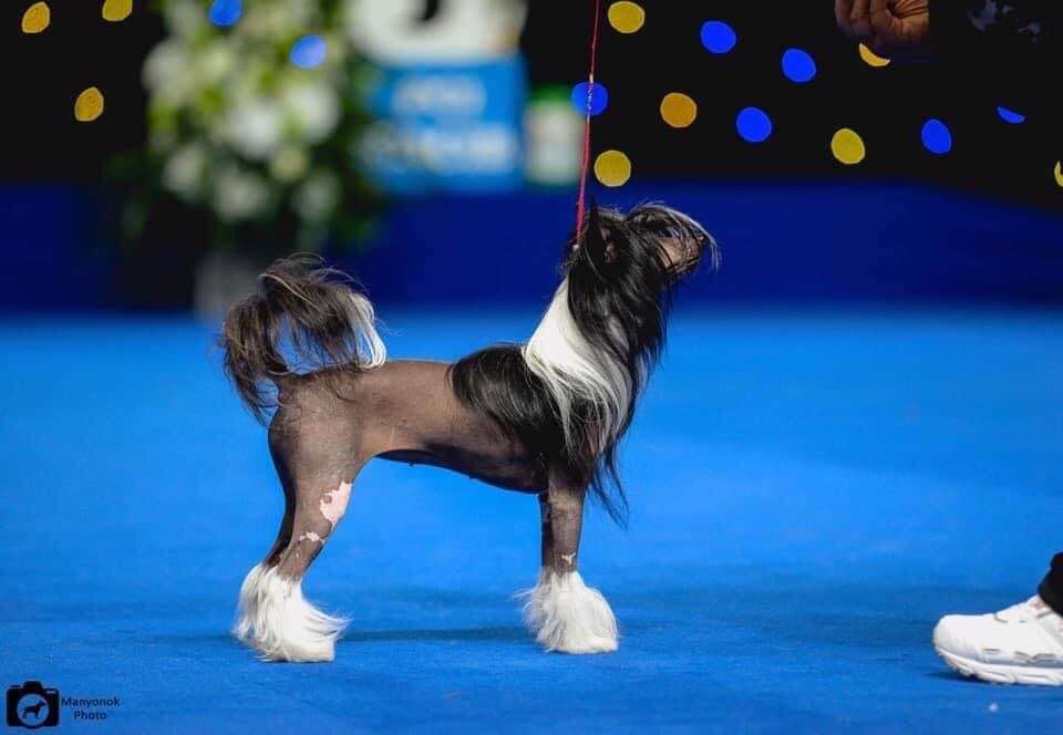 Azartna Zironka Minodora