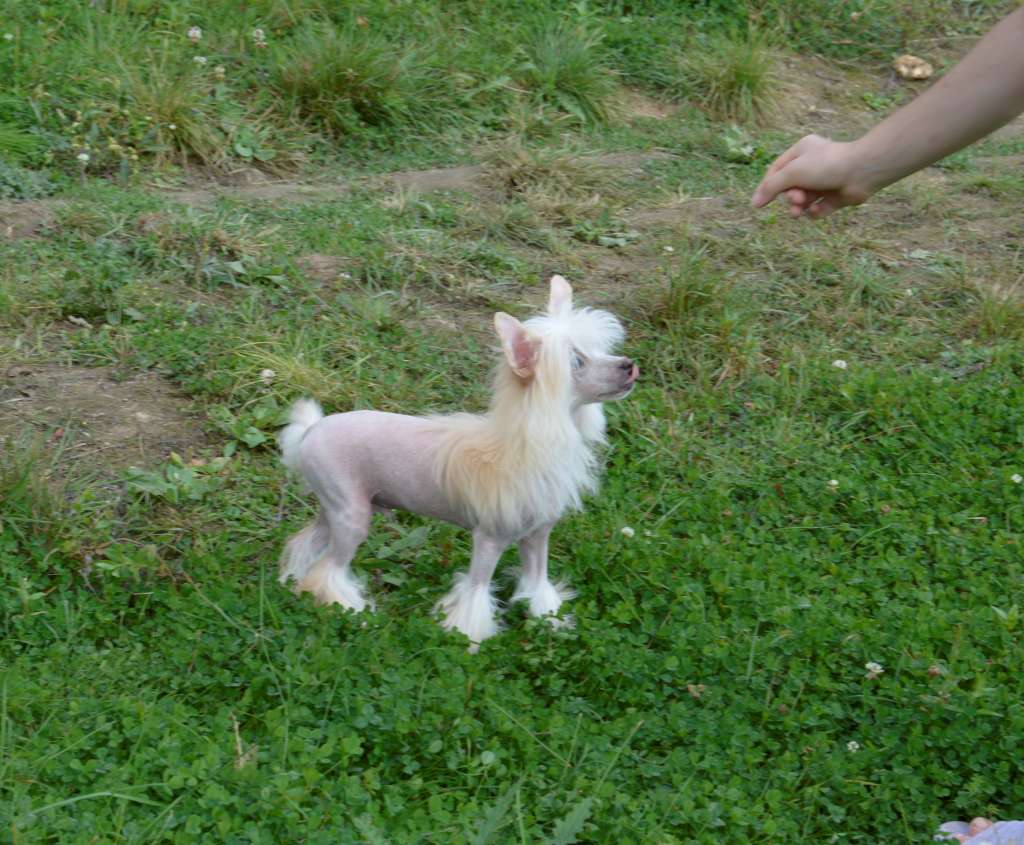 HitLine Ltd Multi Charm