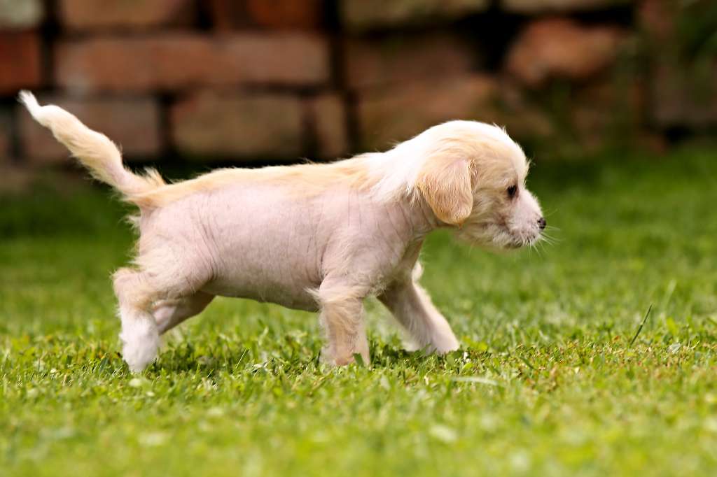 Family Song's Azrajazz