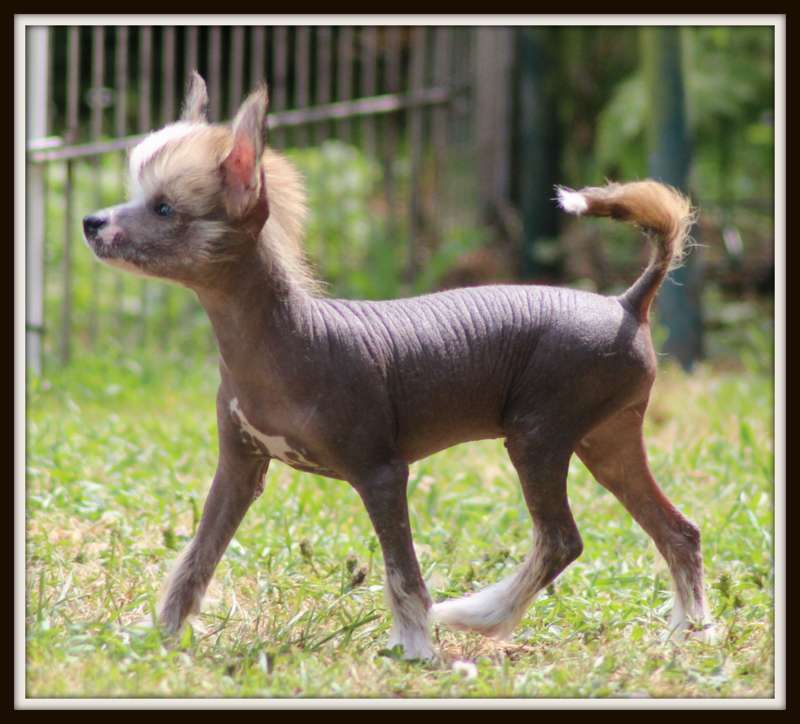 orient express du pavé de varennes