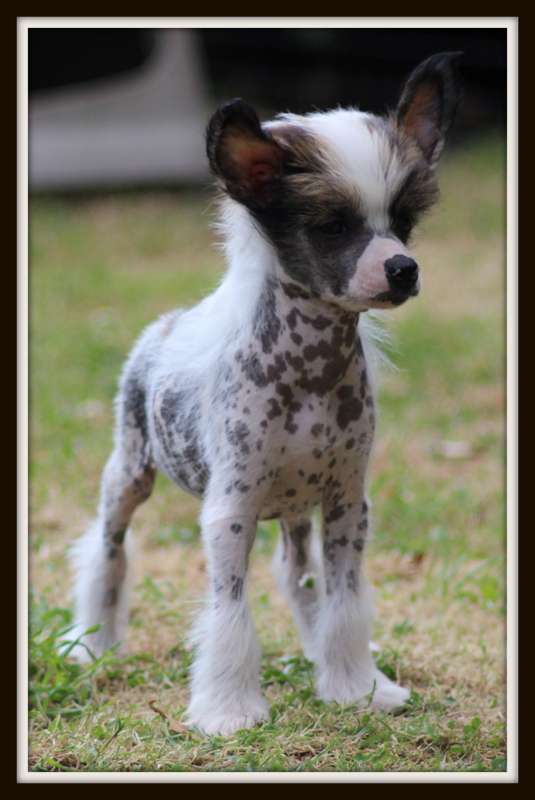 ocean d amour du pavé de varennes