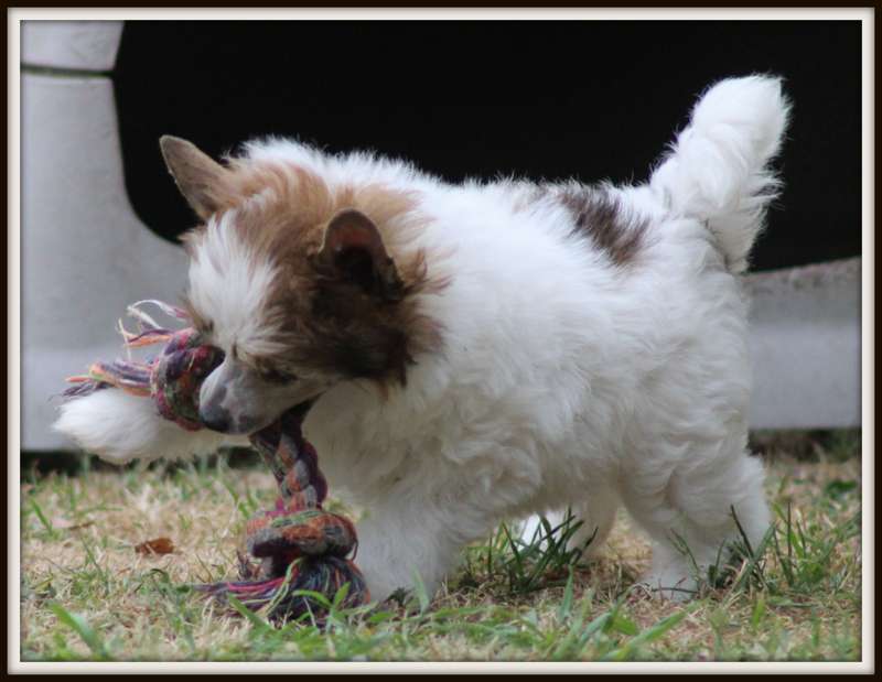 otis reeding du pavé de varennes