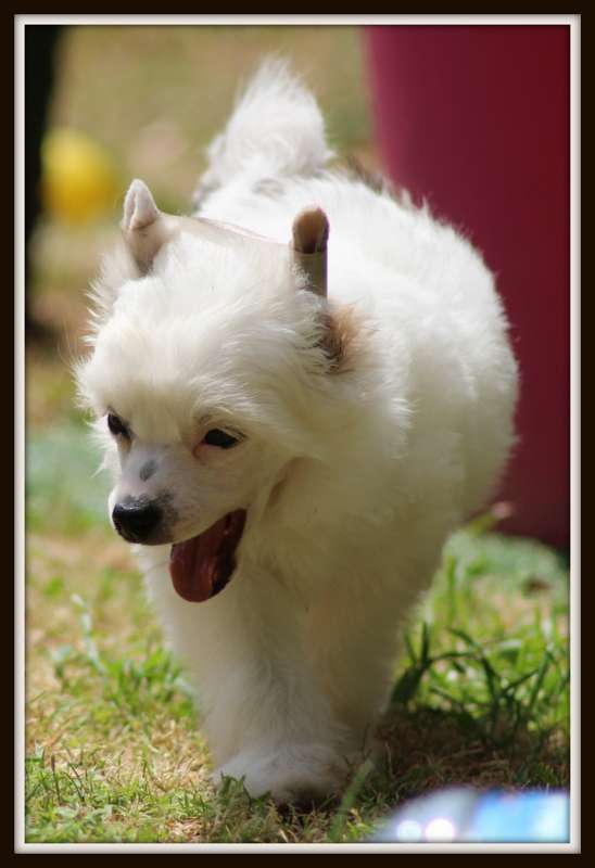 over the rainbow du pavé de varennes