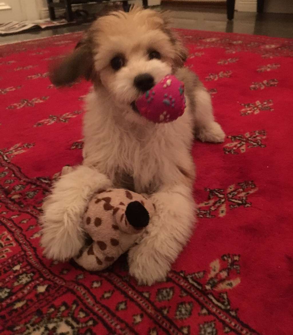 Bielka's Vimsiga Virvelvind