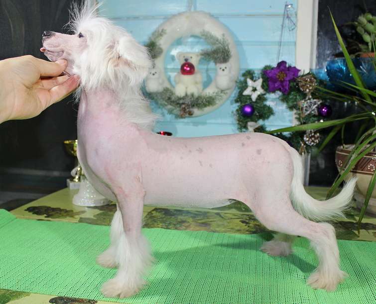 Angel O' Check Rapunzel