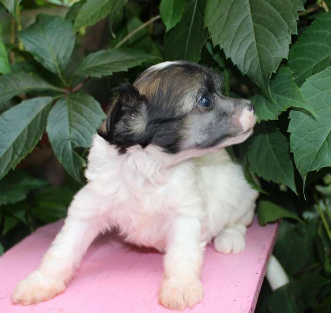 Angel O' Check Romashka