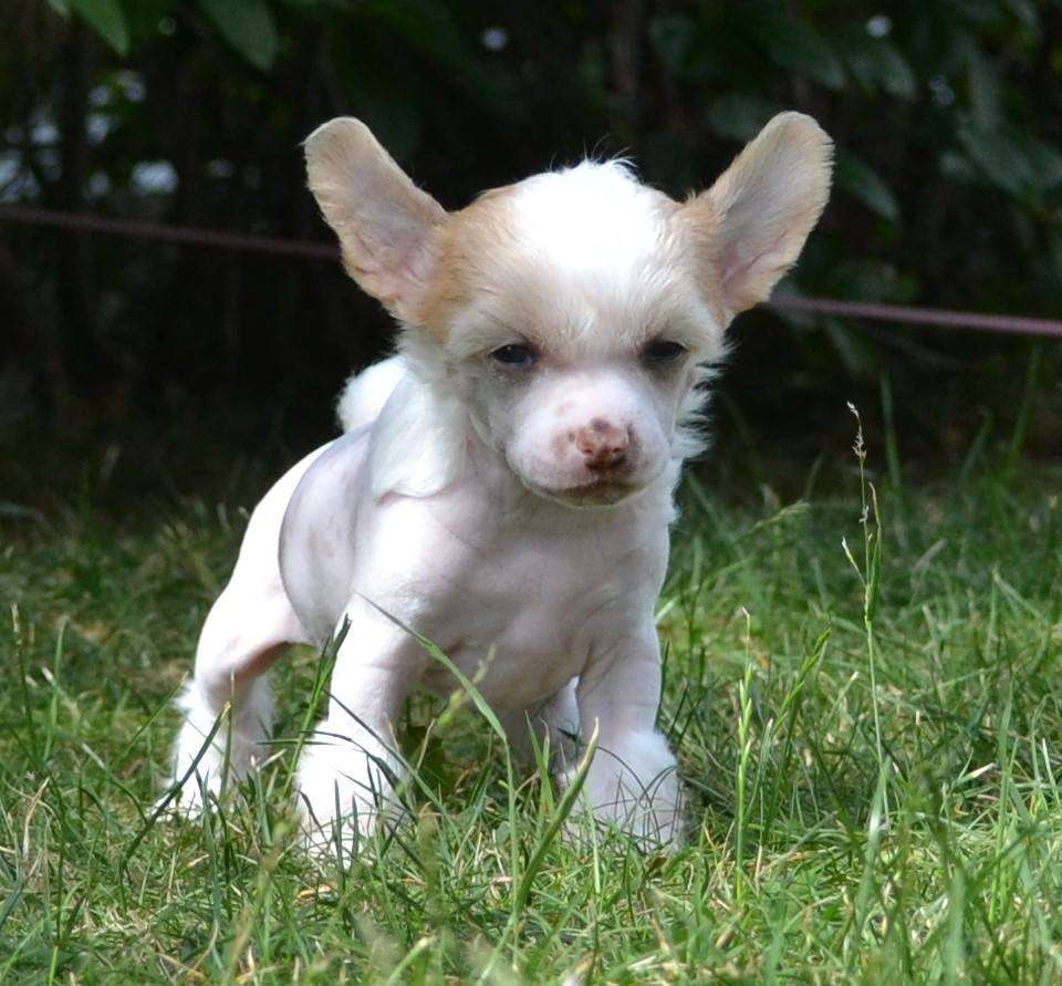 Aqua Lion's Nanna Frøya's 1.