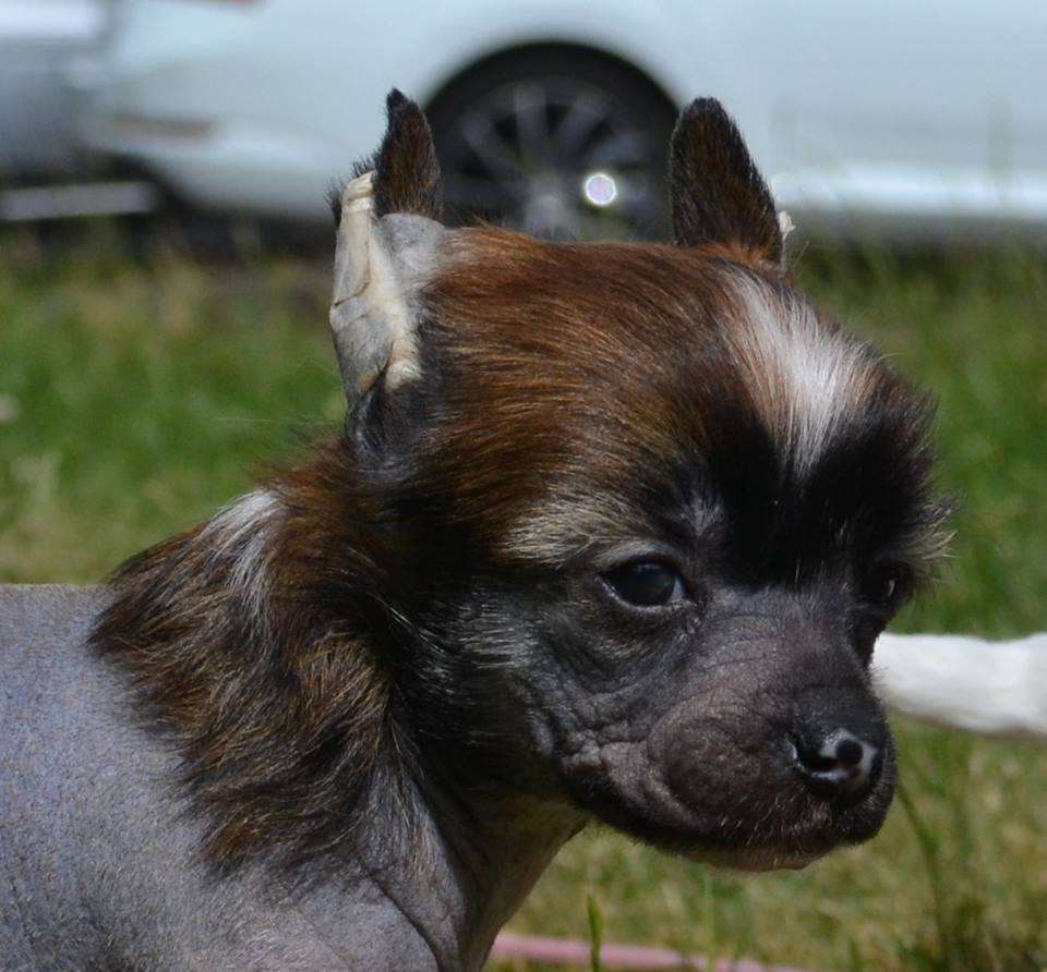 Aqua Lion's Tor Frøya's 1.