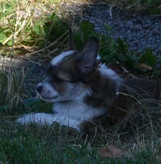 Aqua Lion's Balder Frøya's 1.