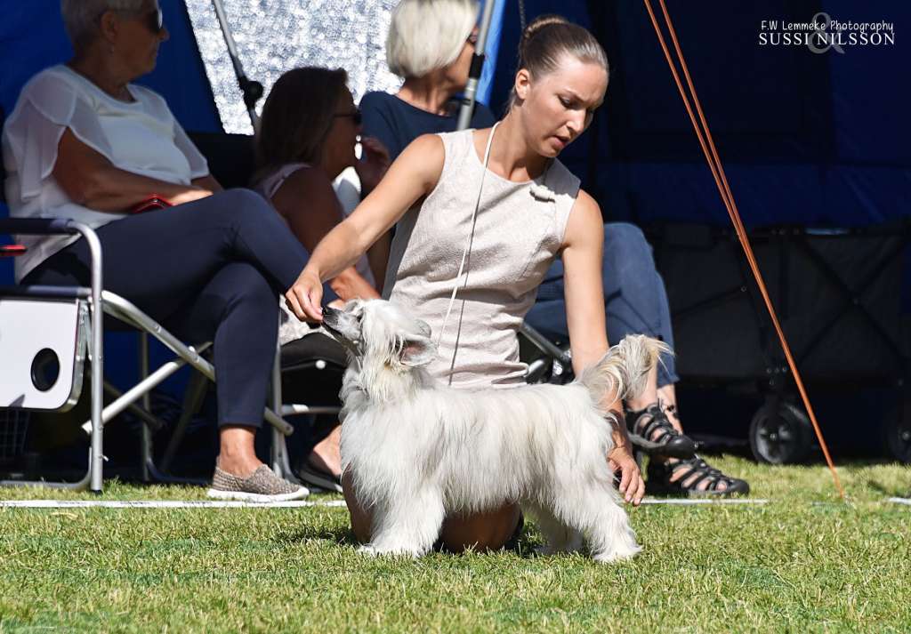 Sirocco The Spicy Gossip