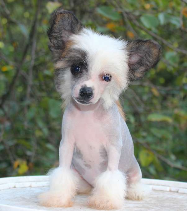 Angel O' Check Pensilvania