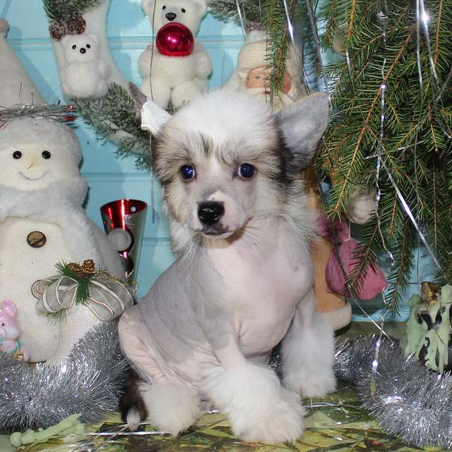 Angel O' Check Toreodor