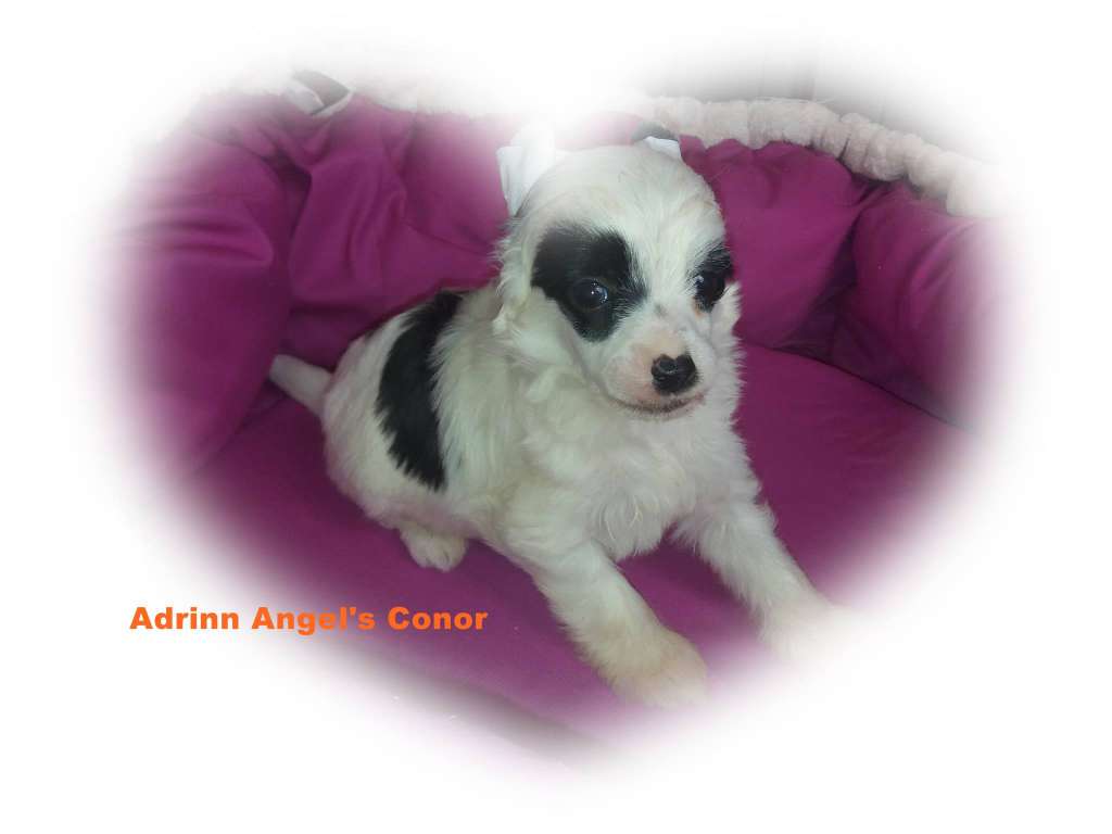 Adrinn Angel's Conor