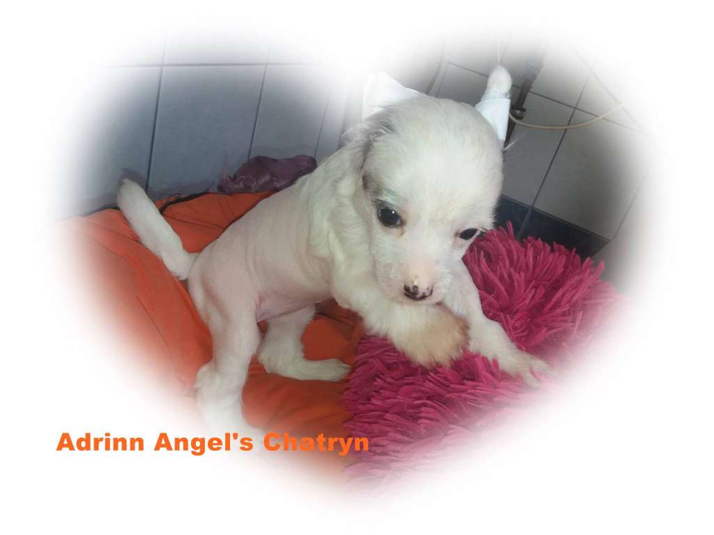Adrinn Angel's Chatryn
