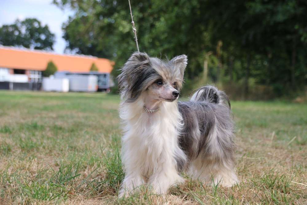 Voletta Treasure Diamond Place