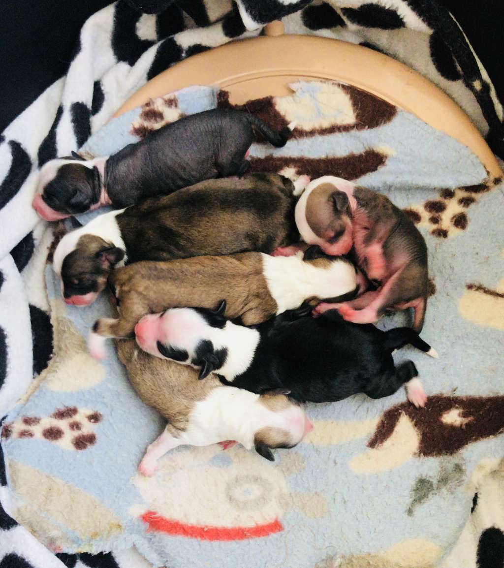 De Cabanelas Volvoreta