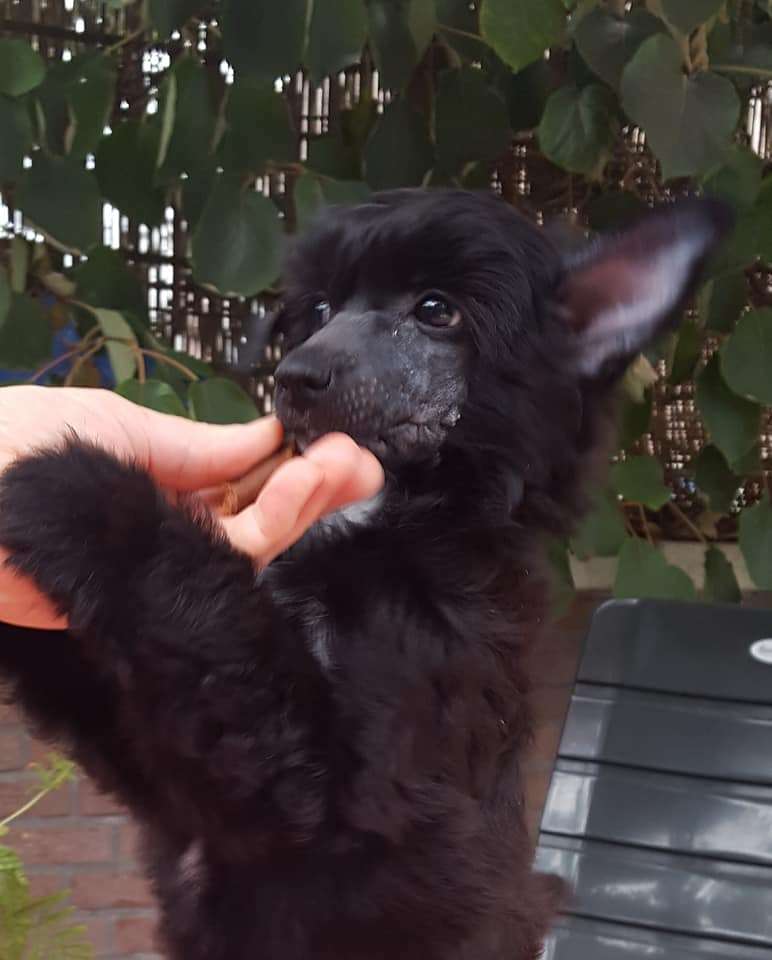 Amaya Mama Mia Amore Odin