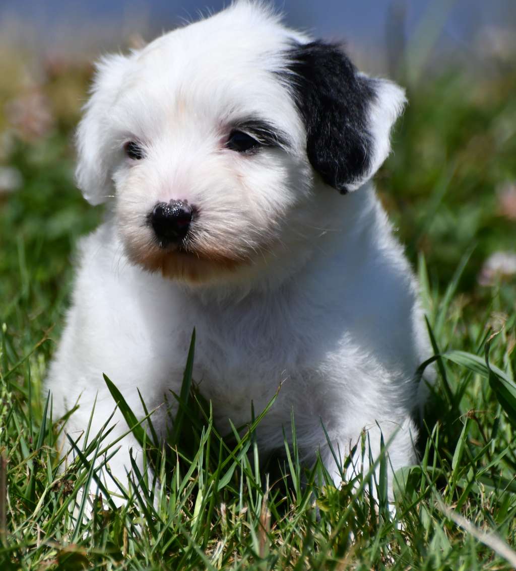 Little Dog Of Dream Overseas