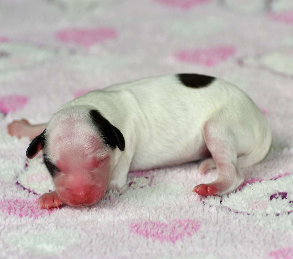 Little Dog Of Dream Ocean Clouds