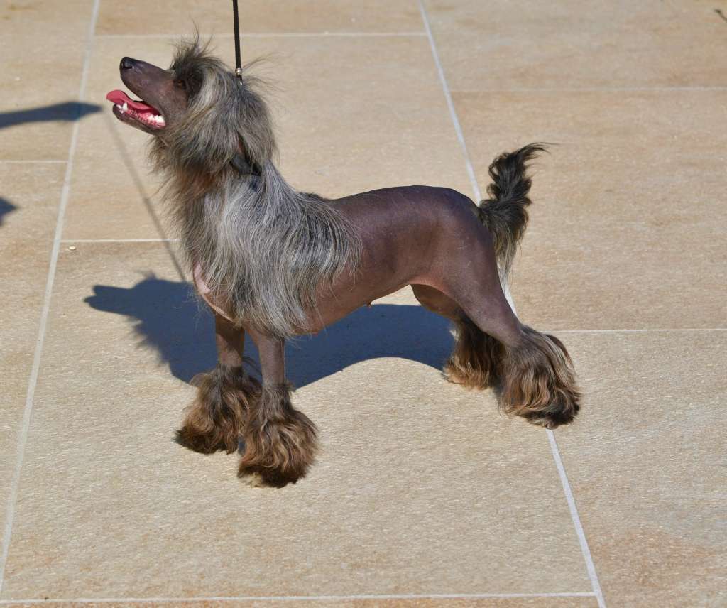 Little Dog Of Dream Once Again a Beauty