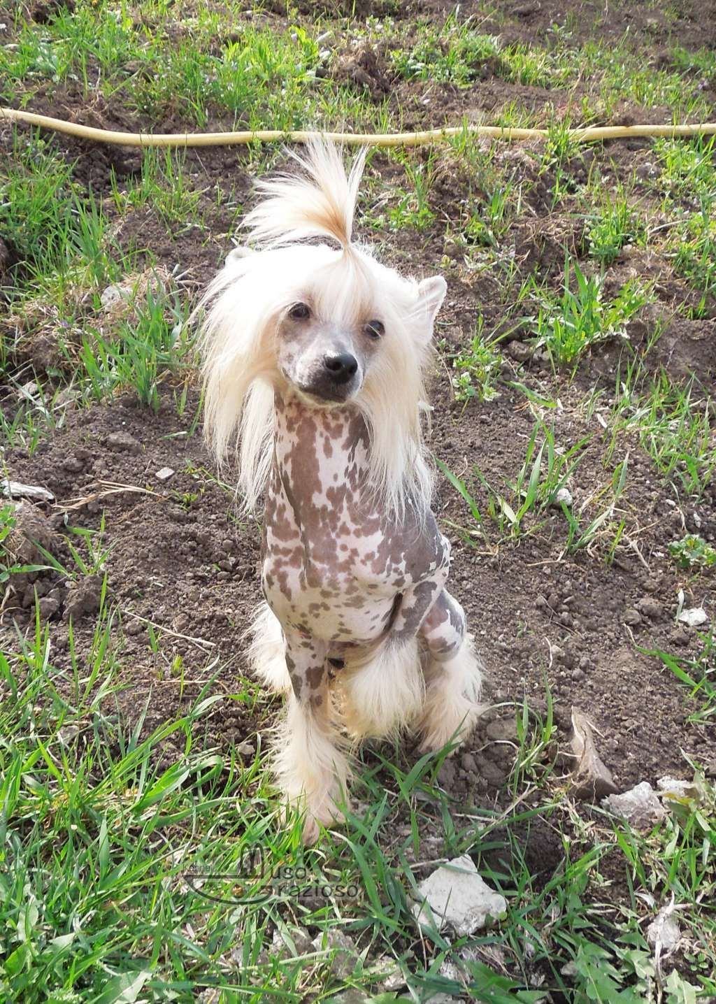 Muso Grazioso Handsome Prince