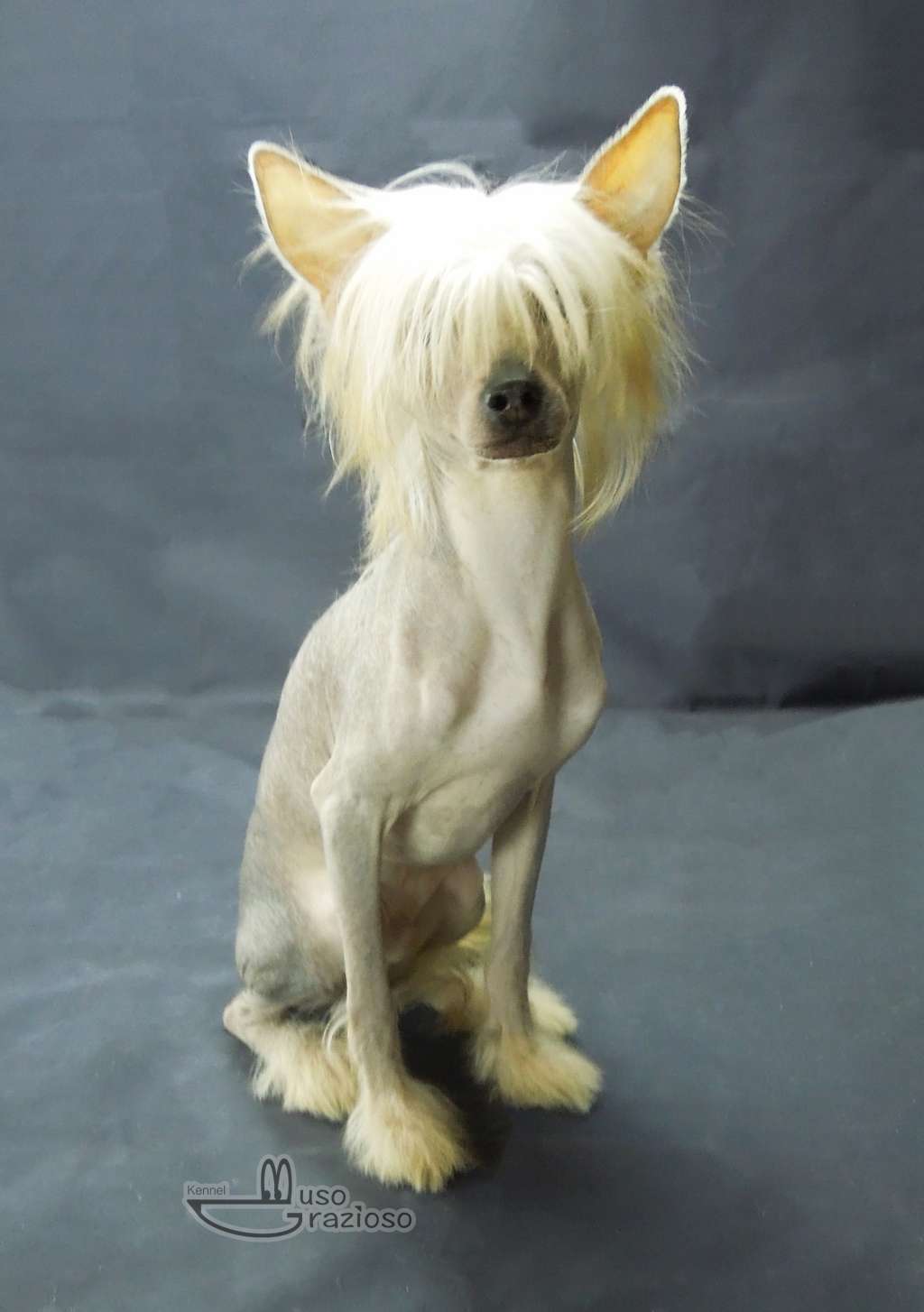 Muso Grazioso Hermes