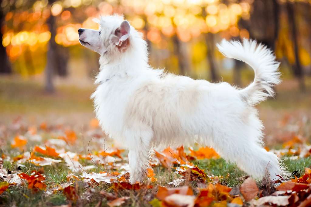 Dream Keeper Kraspamir