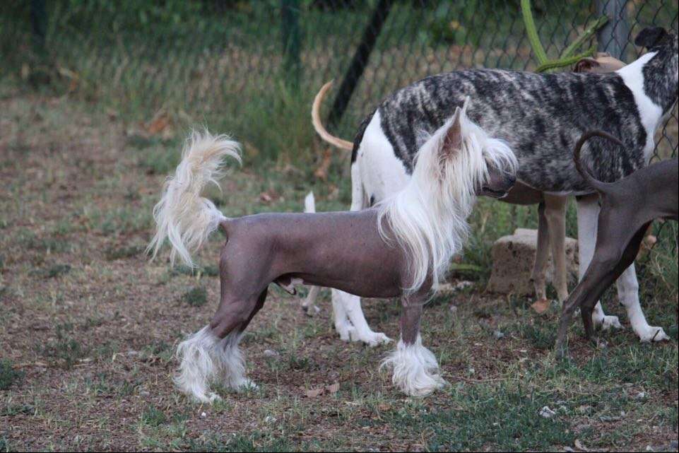 Delightful Dessert Kraspamir