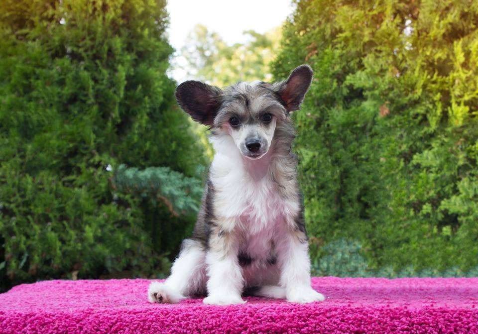 Black-Diva's Mrs. The King