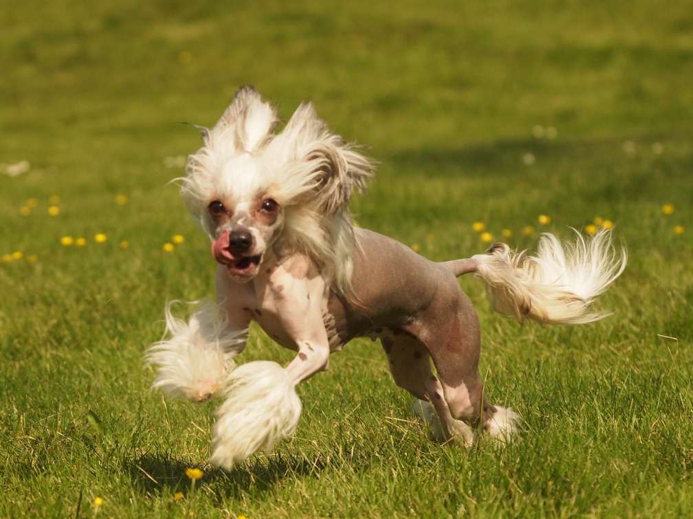 Lusiras Diamond In The Rough