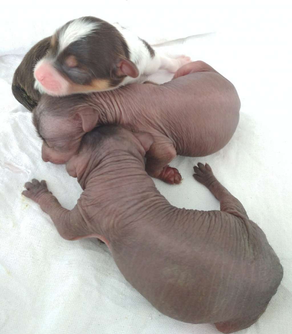 Barkhatnaya Devochka Milania