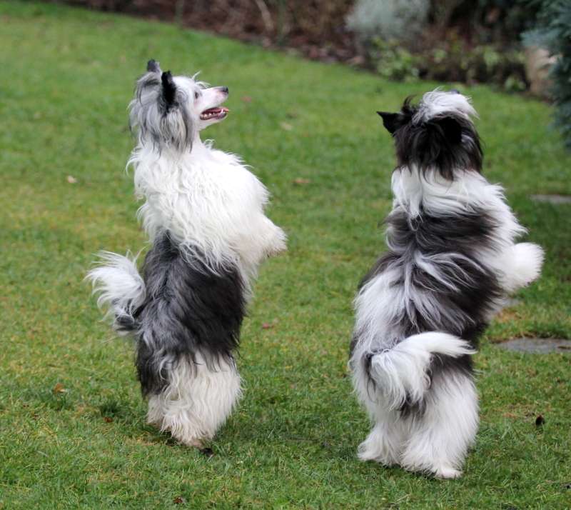 Magnus Staff X'Cuse Me